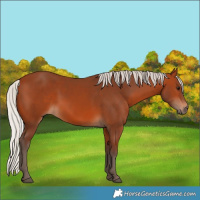 Horse Color:Silver Bay 