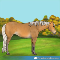 Horse Color:Silver Buckskin 