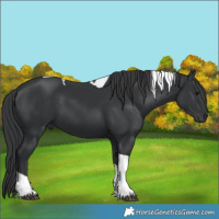 Horse Color:Black Tobiano 