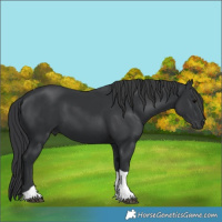 Horse Color:Black Tobiano 