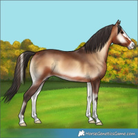 Horse Color:Bay Onyx