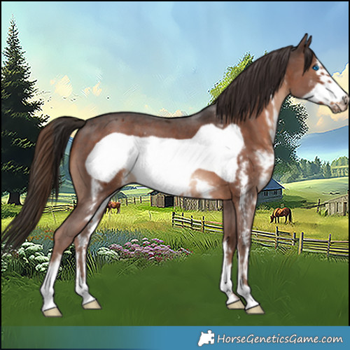 Horse Color:Liver Chestnut Sabino Frame 