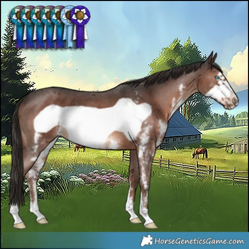Horse Color:Liver Chestnut Sabino Frame