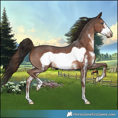 Horse Color:Liver Chestnut Sabino Frame