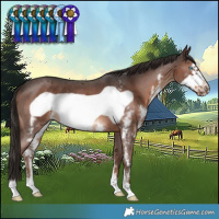 Horse Color:Liver Chestnut Sabino Frame 