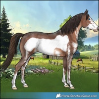 Horse Color:Liver Chestnut Sabino Frame
