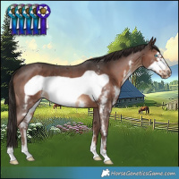Horse Color:Liver Chestnut Sabino Frame