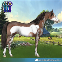 Horse Color:Liver Chestnut Sabino Frame 