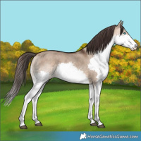 Horse Color:Bay Dun Splash