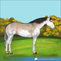 Horse Color:Bay Dun Splash 