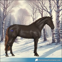 Horse Color:Liver Chestnut Rabicano