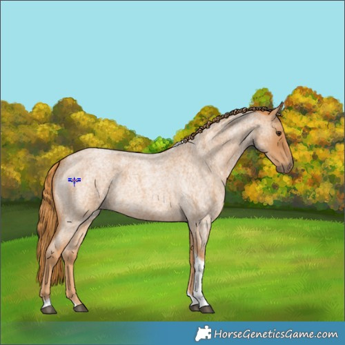 Horse Color:Red Roan Tobiano