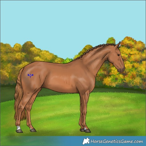Horse Color:Chestnut 