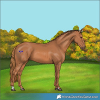 Horse Color:Chestnut 