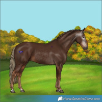 Horse Color:Gray Chestnut 
