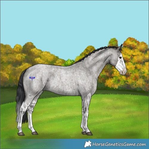 Horse Color:Grullo Roan Sabino Splash  and Grullo Roan Sabino Splash 