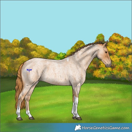 Horse Color:Red Roan Tobiano 
