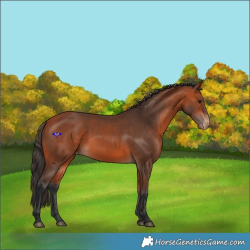 Horse Color:Bay Appaloosa 