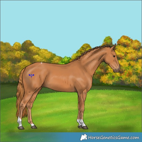 Horse Color:Chestnut Tobiano 