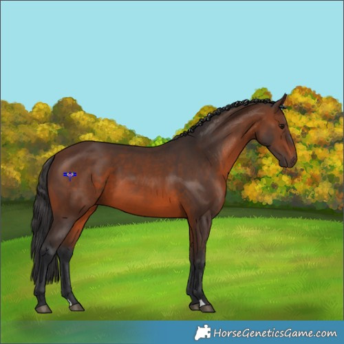 Horse Color:Brown 