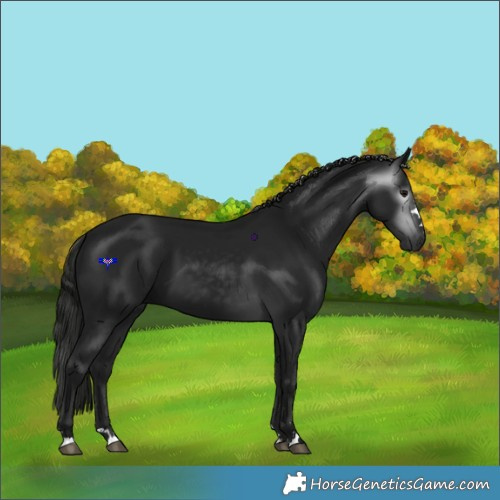 Horse Color:Gray Black 