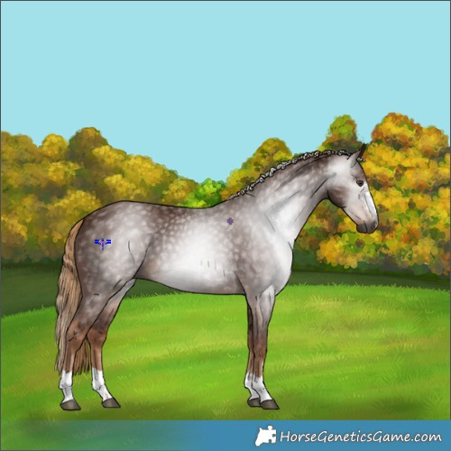 Horse Color:Gray Chestnut 