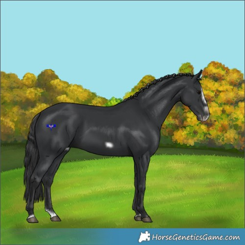 Horse Color:Black Splash Frame
