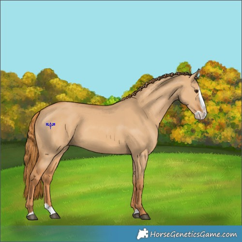 Horse Color:Red Dun Splash 