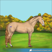 Horse Color:Red Dun Splash 