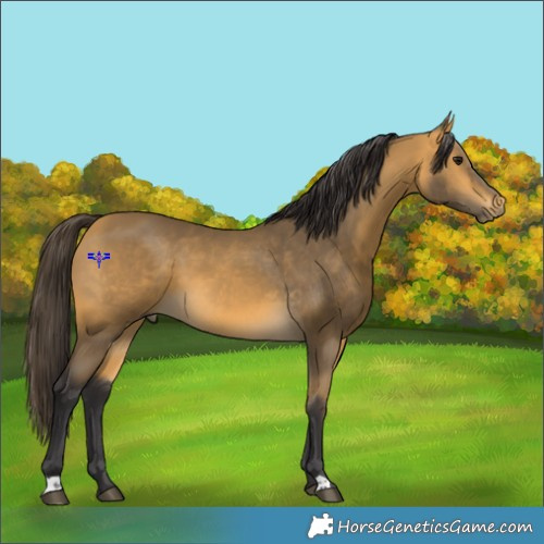 Horse Color:Buckskin 