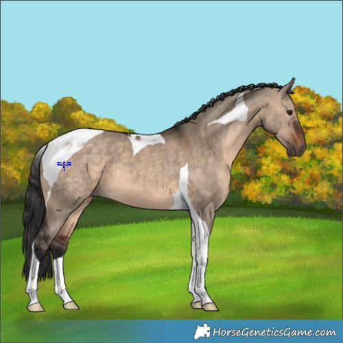 Horse Color:Brown Dun Tobiano 