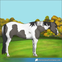 Horse Color:Grullo Tobiano