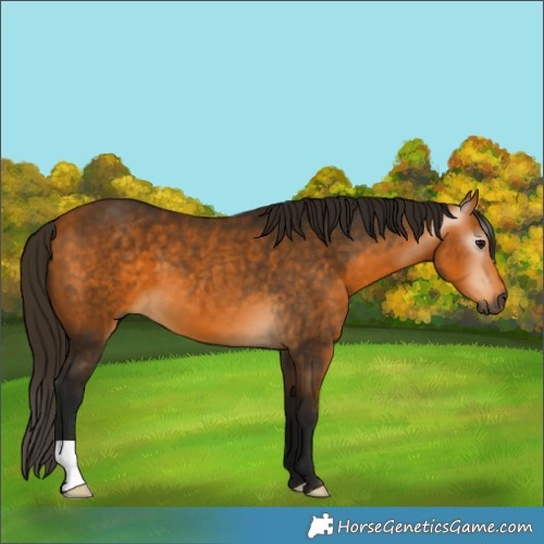 Horse Color:Gray Buckskin