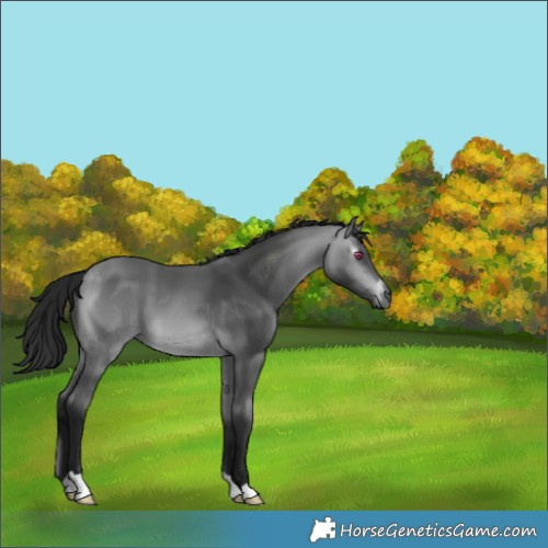 Horse Color:Gray Buckskin Chinchilla 