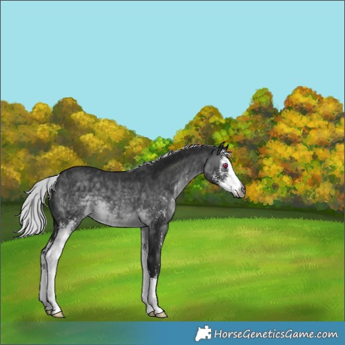 Horse Color:Gray Silver Brown Chinchilla Sabino
