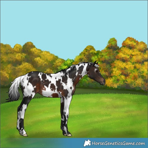 Horse Color:Gray White Spotted Brown 