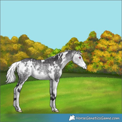 Horse Color:White Spotted Silver Buckskin Chinchilla 