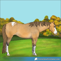 Horse Color:Buckskin Varnish 