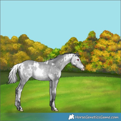 Horse Color:Gray White Spotted Perlino Chinchilla