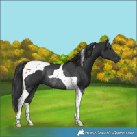Horse Color:Black Tobiano Rabicano