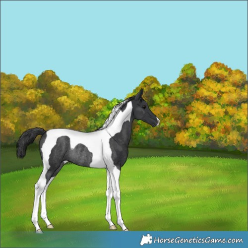 Horse Color:Black Tobiano Rabicano 