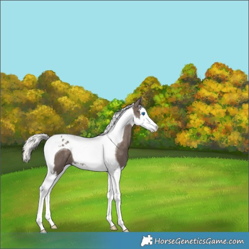 Horse Color:Silver Black Splash Tobiano 