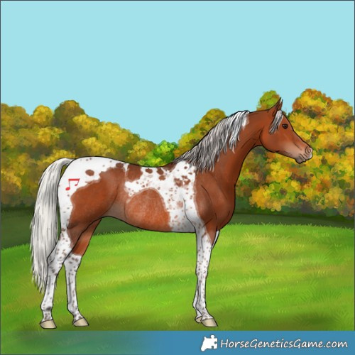Horse Color:Silver Brown Tobiano Rabicano 