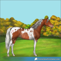 Horse Color:Silver Brown Tobiano Rabicano