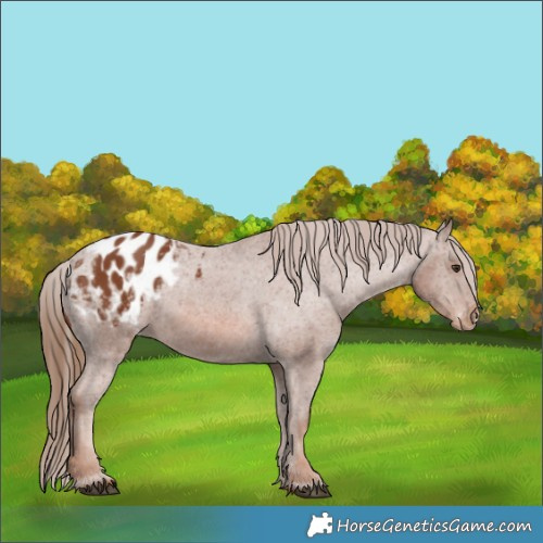 Horse Color:Chestnut Appaloosa 