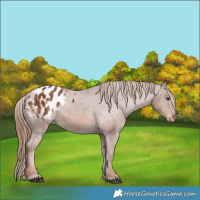 Horse Color:Chestnut Appaloosa 