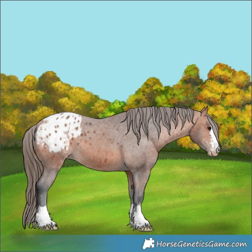 Horse Color:Bay Appaloosa 