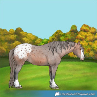 Horse Color:Bay Appaloosa 