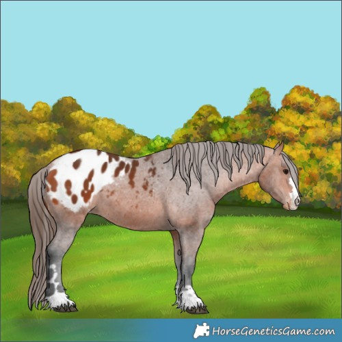 Horse Color:Bay Appaloosa 