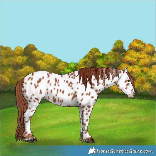 Horse Color:Chestnut Near Leopard 